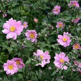   Őszi szellőrózsa – Anemone × hybrida 'Serenade'