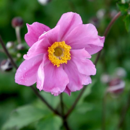 Őszi szellőrózsa – Anemone × hybrida 'Serenade'