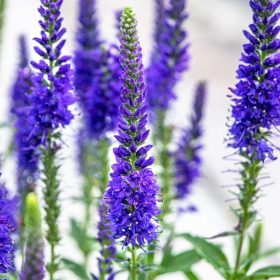   Macskafarkú veronika – Veronica spicata 'Anniversary Blue'