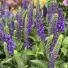 Macskafarkú veronika – Veronica spicata 'Anniversary Blue'