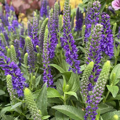 Macskafarkú veronika – Veronica spicata 'Anniversary Blue'