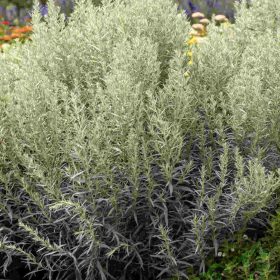   Gyopáros üröm – Artemisia ludoviciana 'Silver Queen'