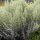 Gyopáros üröm – Artemisia ludoviciana 'Silver Queen'