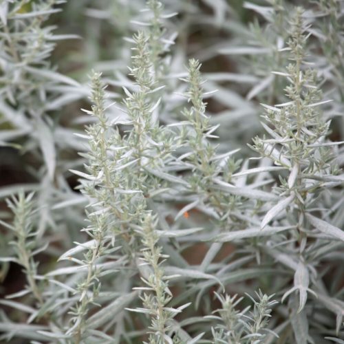 Gyopáros üröm – Artemisia ludoviciana 'Silver Queen'
