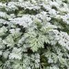 Mediterrán üröm – Artemisia 