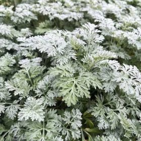 Mediterrán üröm – Artemisia 