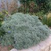 Mediterrán üröm – Artemisia 
