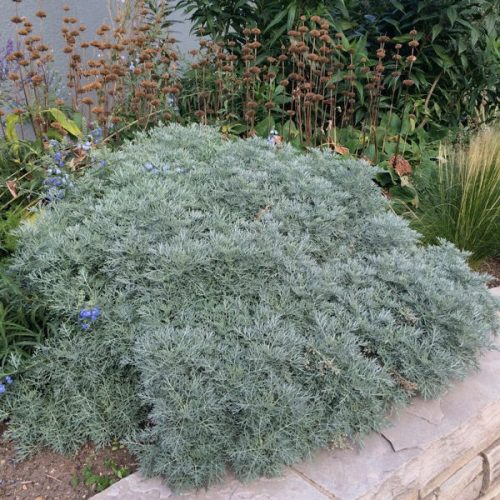 Mediterrán üröm – Artemisia 