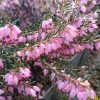 Téli hanga – Erica × darleyensis 'Darley Dale'
