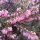 Téli hanga – Erica × darleyensis 'Darley Dale'