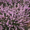 Téli hanga – Erica × darleyensis 'Darley Dale'