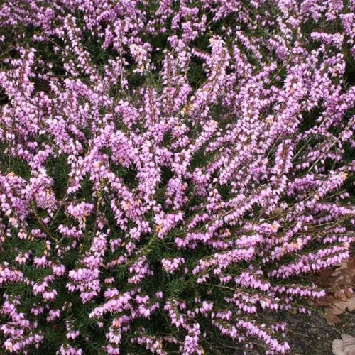 Téli hanga – Erica × darleyensis 'Darley Dale'