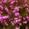 Téli hanga – Erica × darleyensis 'Kramer's Red'