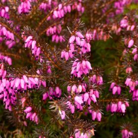   Téli hanga – Erica × darleyensis 'Kramer's Red'