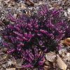 Téli hanga – Erica × darleyensis 'Kramer's Red'
