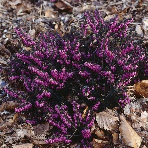 Téli hanga – Erica × darleyensis 'Kramer's Red'