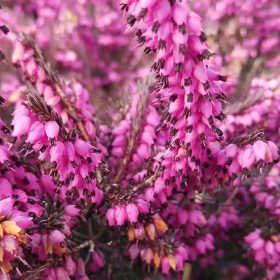 Téli hanga – Erica × darleyensis 'Torero'