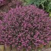 Téli hanga – Erica × darleyensis 'Torero'