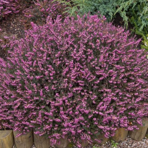 Téli hanga – Erica × darleyensis 'Torero'