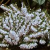 Téli hanga – Erica × darleyensis 'Snow Surprise'