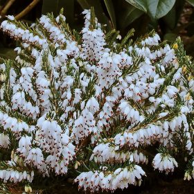   Téli hanga – Erica × darleyensis 'Snow Surprise'