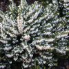 Téli hanga – Erica × darleyensis 'Snow Surprise'