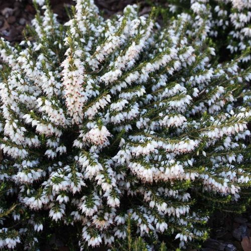 Téli hanga – Erica × darleyensis 'Snow Surprise'