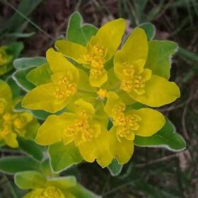   Színeváltó kutyatej – Euphorbia polychroma 'Purpurea'