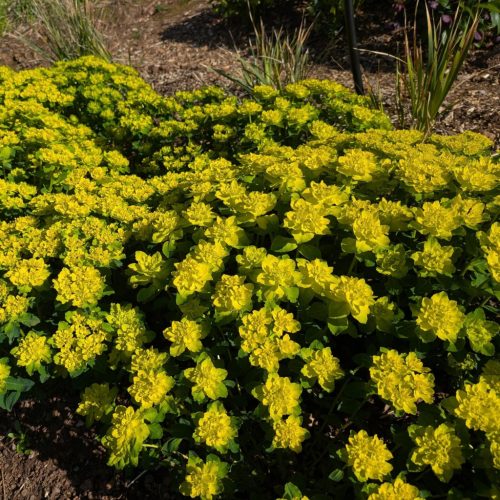 Színeváltó kutyatej – Euphorbia polychroma 'Purpurea'