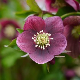   Keleti hunyor – Helleborus orientalis Glamour™ 'Bijoux'