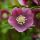 Keleti hunyor – Helleborus orientalis Glamour™ 'Bijoux'