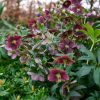 Keleti hunyor – Helleborus orientalis Glamour™ 'Bijoux'