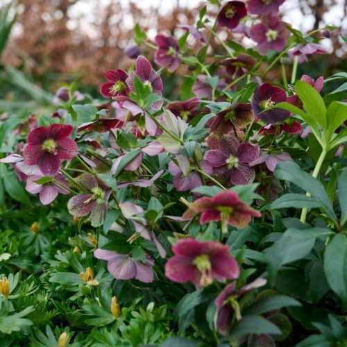 Keleti hunyor – Helleborus orientalis Glamour™ 'Bijoux'