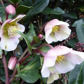 Hunyor – Helleborus × sahinii 'Winterbells'