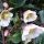 Hunyor – Helleborus × sahinii 'Winterbells'