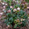 Hunyor – Helleborus × sahinii 'Winterbells'