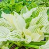 Árnyékliliom – Hosta 'White Feather'