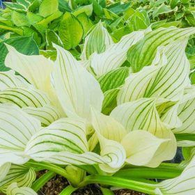 Árnyékliliom – Hosta 'White Feather'