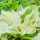 Árnyékliliom – Hosta 'White Feather'