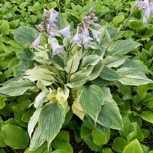Árnyékliliom – Hosta 'White Feather'