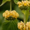 Kis-ázsiai macskahere – Phlomis russeliana