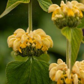 Kis-ázsiai macskahere – Phlomis russeliana