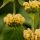 Kis-ázsiai macskahere – Phlomis russeliana