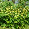 Kis-ázsiai macskahere – Phlomis russeliana