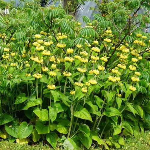 Kis-ázsiai macskahere – Phlomis russeliana