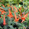 Kolibrivirág – Epilobium canum subsp. latifolium