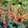 Kolibrivirág – Epilobium canum subsp. latifolium