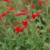 Kolibrivirág – Epilobium canum subsp. latifolium