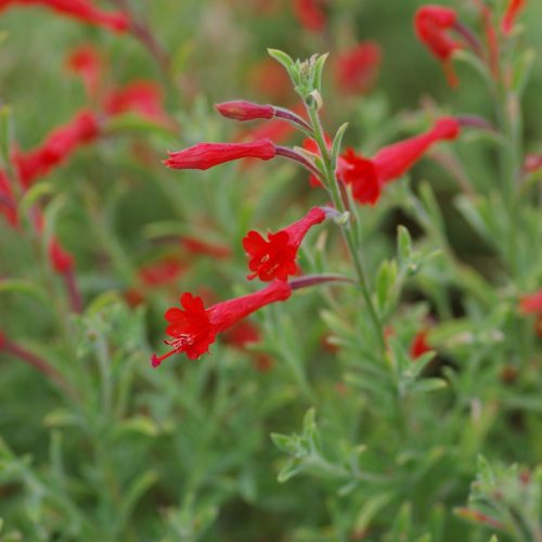 Kolibrivirág – Epilobium canum subsp. latifolium
