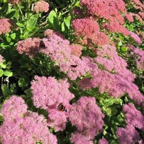   Pompás varjúháj – Sedum spectabile 'Key of Heaven'